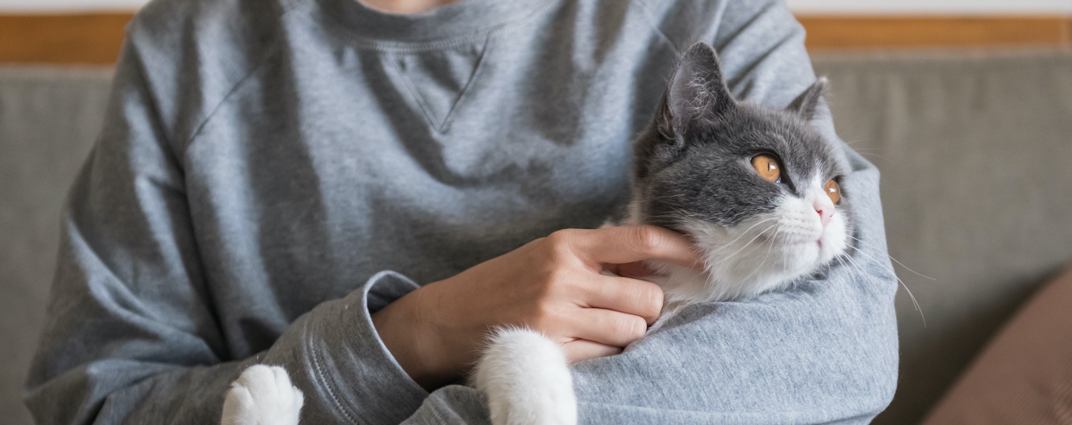 Person holding a grey cat